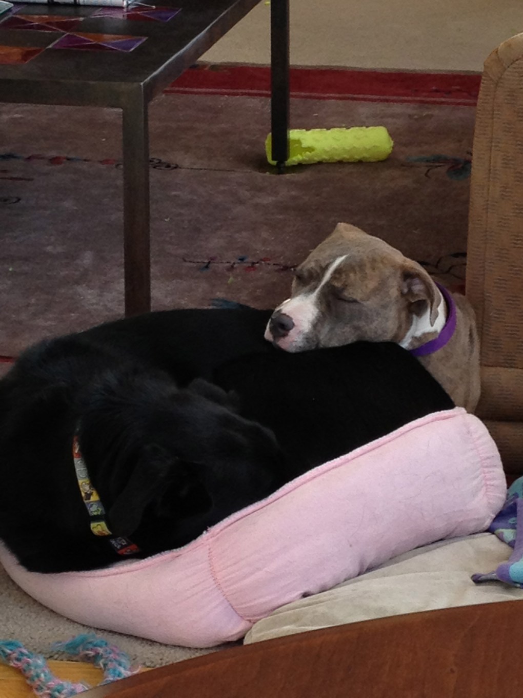 Jada our Foster 'Child'